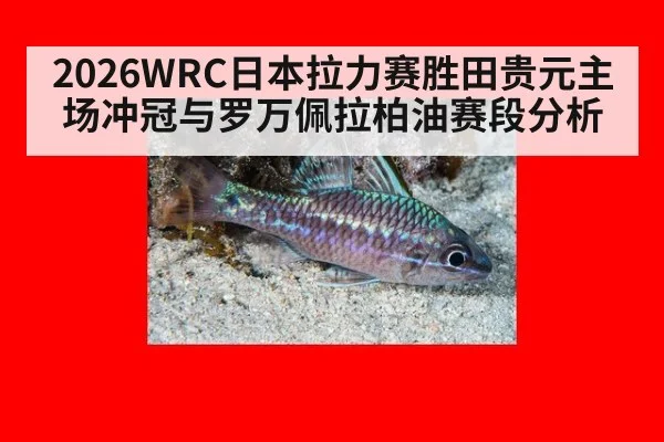 2026WRC日本拉力赛胜田贵元主场冲冠与罗万佩拉柏油赛段分析